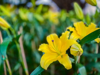 Obraz premium Yellow lily flowers blooming scene nature wallpaper backgrounds