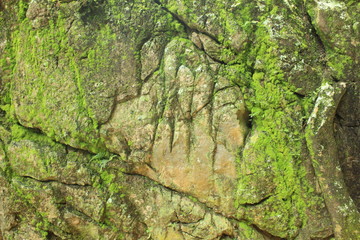 Fototapeta premium Passing of time concept. Pioneering lichen growth on bare rock crack and cranny surface, lichens are adapted to survive in harsh environmental conditions
