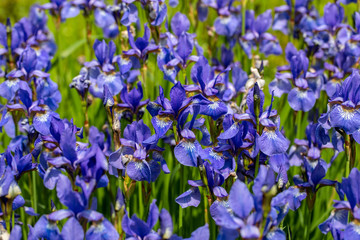 Blue flowers Iris versicolor beautifully blooming in the garden