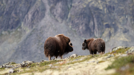 Musk ox and calf (Ovibos moschatus) in autumn landscape in Dovre
