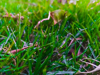 green grass with dew drops