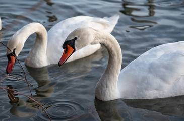Obraz premium Schwan