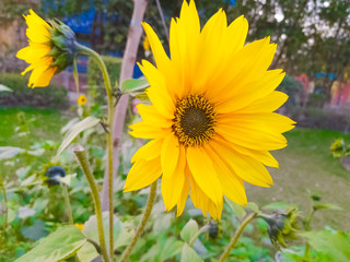 Sunflower in the garden