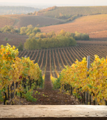 White wine with barrel on vineyard in Chianti, Tuscany, Italy