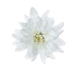Obraz premium Beautiful tender chrysanthemum flower isolated on white