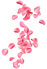Falling fresh pink rose petals on white background