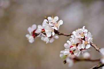 Close up of blooming cherry tree twig in spring with blurred background