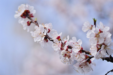 Close up of blooming cherry tree twig in spring with blurred background
