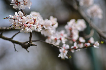 Close up of blooming cherry tree twig in spring with blurred background
