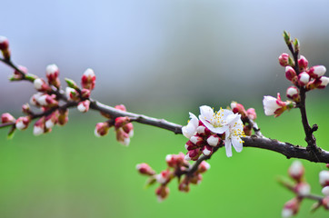 Close up of blooming apricot tree twig in spring with blurred background