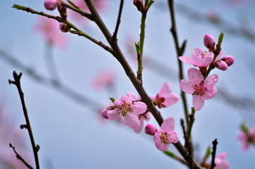 Close up of blooming apricot tree twig in spring with blurred background