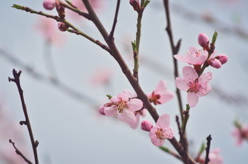 Close up of blooming apricot tree twig in spring with blurred background