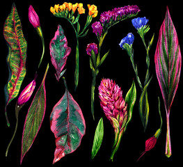 Watercolor set №2 of tropical flowers and plants of Mexico. 