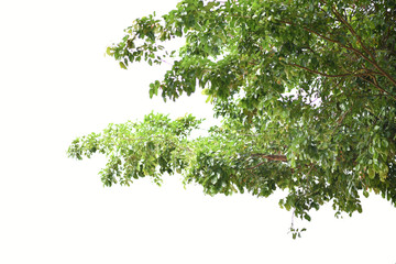  Leaves and green branches on a white background