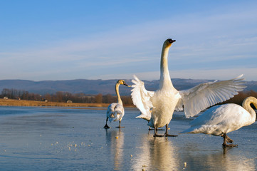 white swans on an autumn lake on a sunny day