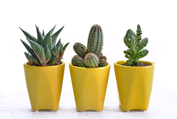 three little cactus in yellow pot on white table