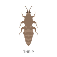 thrip flat icon on white transparent background. You can be used black ant icon for several purposes.	