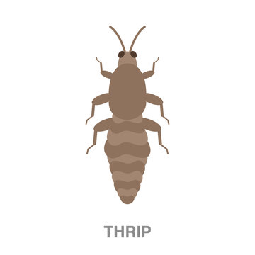 thrip flat icon on white transparent background. You can be used black ant icon for several purposes.	