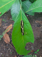 The worm that is eating the leaves