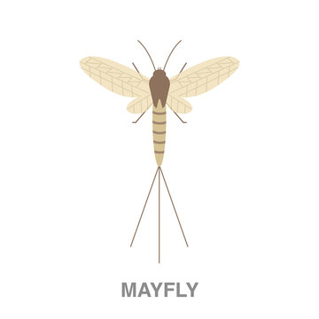 mayfly flat icon on white transparent background. You can be used black ant icon for several purposes.	