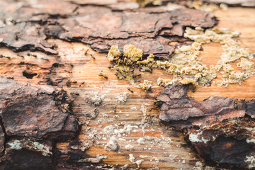 Ants moving their food on a tree