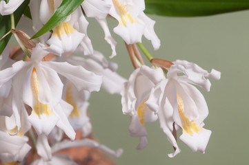 Fototapeta na wymiar Flowers of Coelogyne cristata orchid