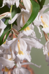Fototapeta premium Flowers of Coelogyne cristata orchid