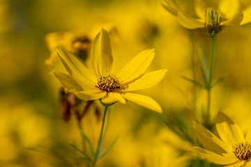 Blossoms of coneflowers (rudbeckia) in yellow and orange