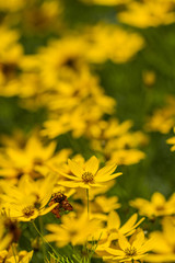 Blossoms of coneflowers (rudbeckia) in yellow and orange