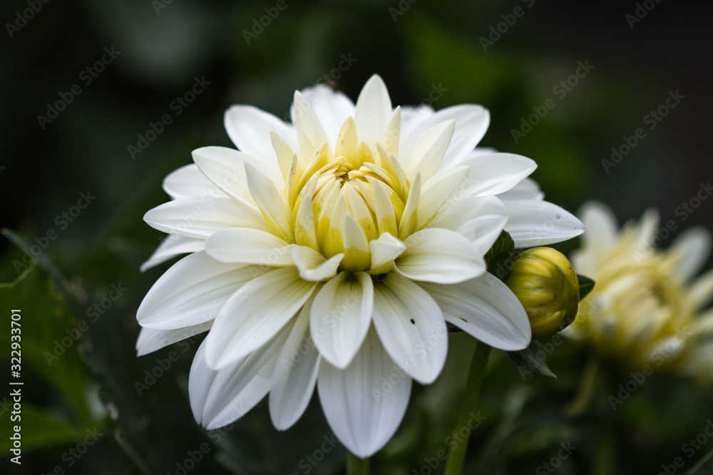 Wall mural Blossom of a white dahlia in full bloom