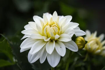 Foto op Plexiglas Blossom of a white dahlia in full bloom © jokuephotography