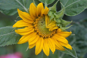 Close-up of a sunflower blossom