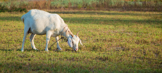 Fototapeta na wymiar Brown goat in field, free. Steep goats.Goats eating grass,Goat on a pasture,Little goat portrai