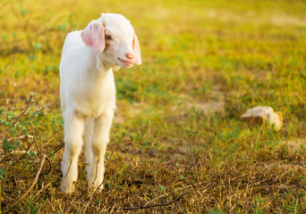 Obraz premium A young goat grazes in a meadow and smiling.