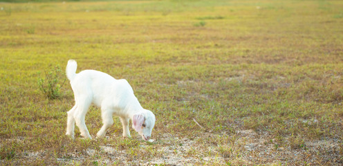 A young goat grazes in a meadow and smiling.