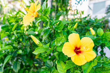 Hibiscus which bloomed in Honolulu, Hawaii. Hibiscus is widely popular as a plant dressed in tropical imagery.