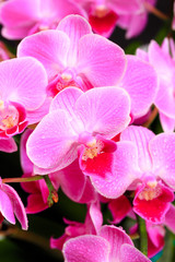 Naklejka na ściany i meble Pink orchid close up view on black background. - Image
