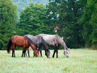 Fototapeta premium Horses grazing is green pasture