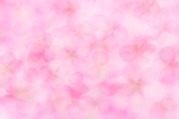 Obraz na płótnie Canvas Cherry Blossoms Spring image