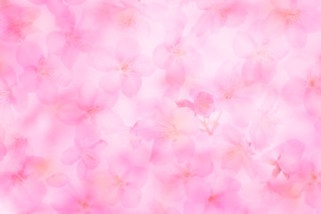 Fototapeta na wymiar Cherry Blossom Spring image
