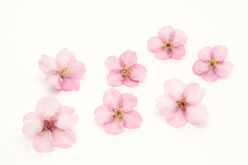 Cherry Blossoms White background