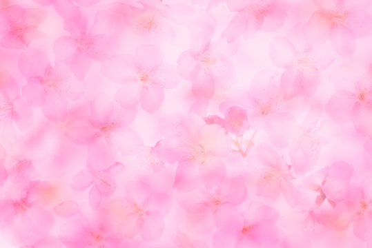 Cherry Blossom Spring image