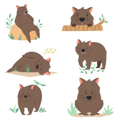 Set of Australian wombats in different poses