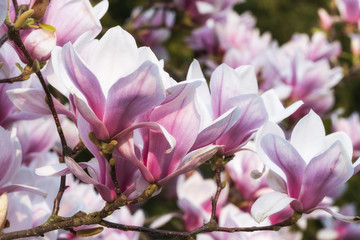Nahaufnahme von blühenden Magnolien