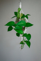 Tropical 'Philodendron Scandens' house plant hanging in macrame glass pot.