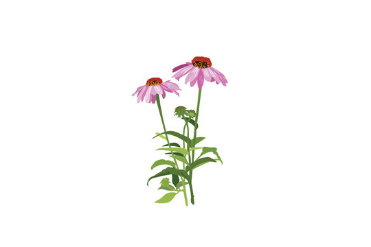 Stem Pink Echinacea Coneflower Herb Vector Illustration On White Background