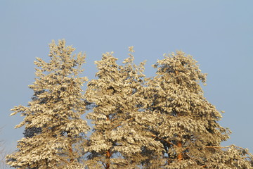 Snow-covered firs against on blue clear sky background