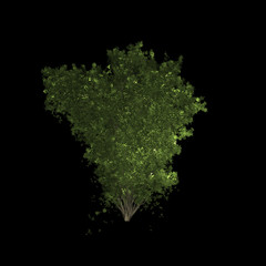 green leaf background