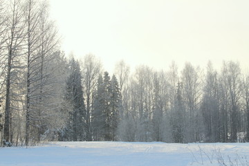Fototapeta na wymiar Winter snowy forest on gray cloudy sky background