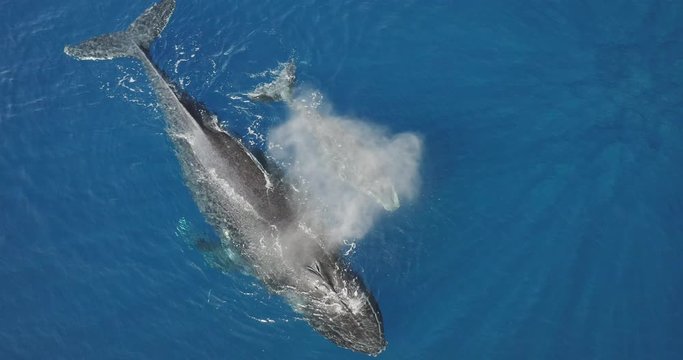 Aerial view of a mother humpback whale and her calf swimming together in clear blue ocean water, humpback whale spouting water, mom and child whales swimming together